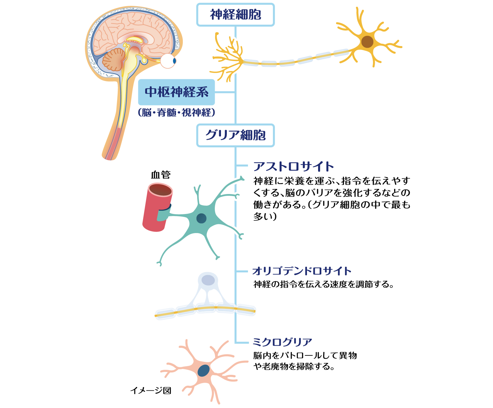 中枢神経系のイメージ図。アストロサイトは、神経に栄養を運ぶ、指令を伝えやすくする、脳のバリアを強化するなどの働きがある（グリア細胞の中で最も多い）。オリゴデンドロサイトは、神経の指令を伝える速度を調節する。ミクログリアは、脳内をパトロールして異物や老廃物を排除する。